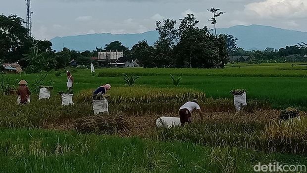 Tanggal 24 September 2022 memperingati hari apa? Pada tanggal tersebut diperingati Hari Tani Nasional ke-62. Ini sejarah peringatannya.
