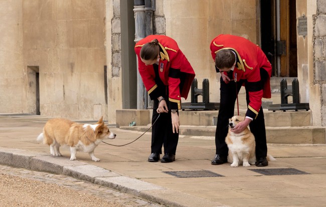 Sudah bukan rahasia lagi jika Ratu sangat mencintai anjing jenis ini. Ia pertama kali jatuh cinta pada corgi saat berusia tujuh tahun ketika mendapatnya dari sang ayah. Menurut The Guardian, kebanyakan anjing corgi miliknya merupakan keturunan dari Susan, corgi yang dimiliknya saat berusia 18 tahun. (Foto: Jonathan Buckmaster - WPA Pool/Getty Images)