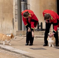 Sudah bukan rahasia lagi jika Ratu sangat mencintai anjing jenis ini. Ia pertama kali jatuh cinta pada corgi saat berusia tujuh tahun ketika mendapatnya dari sang ayah. Menurut The Guardian, kebanyakan anjing corgi miliknya merupakan keturunan dari Susan, corgi yang dimiliknya saat berusia 18 tahun. (Foto: Jonathan Buckmaster - WPA Pool/Getty Images)