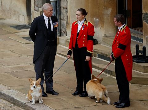Anjing Ratu Elizabeth II di Pemakaman WINDSOR, ENGLAND - SEPTEMBER 19: Prince Andrew with royal corgis as they await the cortege ahead of the Committal Service for Queen Elizabeth II held at St George's Chapel on September 19, 2022 in Windsor, England. The committal service at St George's Chapel, Windsor Castle, took place following the state funeral at Westminster Abbey. A private burial in The King George VI Memorial Chapel followed. Queen Elizabeth II died at Balmoral Castle in Scotland on September 8, 2022, and is succeeded by her eldest son, King Charles III. (Photo by Peter Nicholls - WPA Pool/Getty Images)