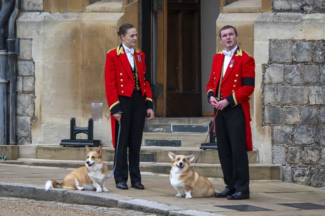 Makhluk berkaki empat itu adalah Muick dan Sandy, dua anjing jenis Welsh Corgi, yang dipelihara Ratu Elizabeth II sampai akhir hayatnya. Mereka terlihat saat prosesi pemakaman ratu terlama dalam sejarah Inggris itu di Kastil Windsor, Senin (19/9/2022). (Foto: Getty Images/Justin Setterfield)