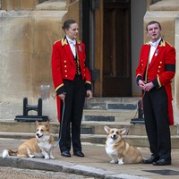 Makhluk berkaki empat itu adalah Muick dan Sandy, dua anjing jenis Welsh Corgi, yang dipelihara Ratu Elizabeth II sampai akhir hayatnya. Mereka terlihat saat prosesi pemakaman ratu terlama dalam sejarah Inggris itu di Kastil Windsor, Senin (19/9/2022). (Foto: Getty Images/Justin Setterfield)