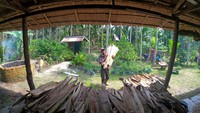 Guntoro (57) mengmpulkan lembaran pelepah pohon pinang di Teluk Kulbi, Jambi untuk diolah menjadi briket.