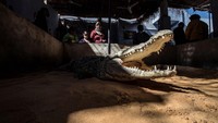Turis bisa membayar untuk melihat buaya tersebut.