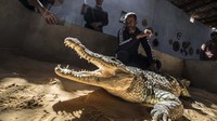 Mamdouh Hassan menunjukkan buaya Sungai Nil yang dipeliharanya kepada turis.