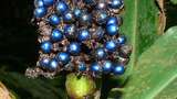 Cantik Seperti Perhiasan, Ini Buah Berry Unik Asal Afrika Tengah