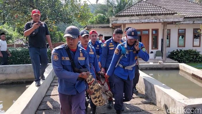 evakusi buaya di kolam warga Subang.