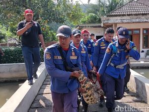 Kesaksian Ketua RT Tangkap Buaya yang Nyasar ke Kolam Warga Subang