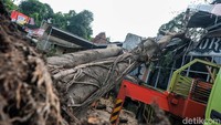Diketahui, hujan disertai angin kencang terjadi pada hari Senin (19/9) yang membuat beberapa pohon tumbang. 