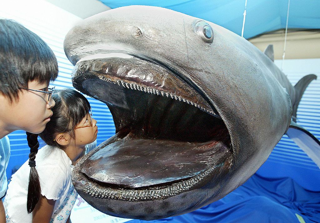 Misteriosos avistamientos de tiburones de boca gigante