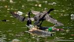 Jorok! Sampah Plastik Kepung Danau Suchitlan di El Salvador