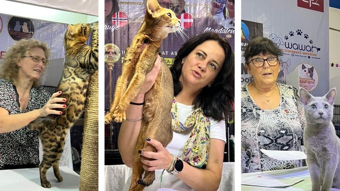 Kontes Kucing