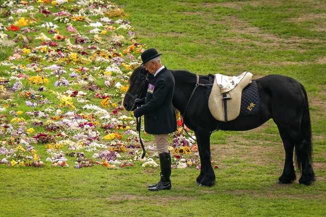 Selain Muick dan Sandy, ada pula kuda poni kesayangan Ratu Elizabeth II yang ambil bagian. Carltonlima Emma, demikian namanya, menanti Ratu di salah satu sisi jalanan panjang menuju gerbang masuk Kastil Windsor. Ia memakai dudukan yang dihiasi inisial Ratu, ER. (Foto: AP/Aaron Chown)