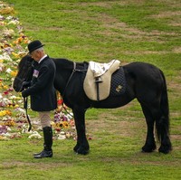Selain Muick dan Sandy, ada pula kuda poni kesayangan Ratu Elizabeth II yang ambil bagian. Carltonlima Emma, demikian namanya, menanti Ratu di salah satu sisi jalanan panjang menuju gerbang masuk Kastil Windsor. Ia memakai dudukan yang dihiasi inisial Ratu, ER. (Foto: AP/Aaron Chown)