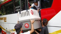 Pekerja memasukkan kadang berisi anjing ke dalam bus.