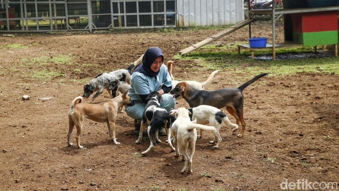 Lolos Dari Rumah Jagal, 45 Ekor Anjing Ini Terbang ke Kanada Pekerja bersiap memasukkan anjing ke dalam kandangnya untuk dikirim ke luar negeri di shelter Jakarta Animal Aid Network (JAAN), Kabupaten Bogor, Jawa Barat, Selasa (20/9/2022). Sebanyak 45 anjing yang berhasil diselamatkan dari rumah jagal ilegal tersebut diterbangkan ke Montreal, Kanada untuk mencari keluarga baru yang bersedia mengadopsi mereka.