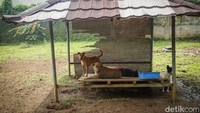 Puluhan ekor anjing itu akan mencari keluarga baru yang bersedia mengadopsi.