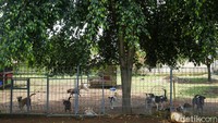 Sebelumnya puluhan ekor anjing itu berada di rumah jagal ilegal di Bogor.