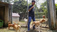 Setelah diselamatkan dari rumah jagal ilegal, puluhan anjing itu mendapat perawatan di shelter Jakarta Animal Aid Network (JAAN), Kabupaten Bogor.