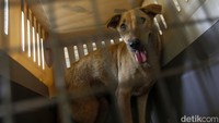 Sebanyak 45 ekor anjing ini dirawat terlebih dahulu di JAAN sebelum akhirnya dikirim ke Kanada.