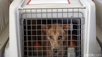 Puluhan ekor anjing itu akan dikirim ke Montreal, Kanada.
