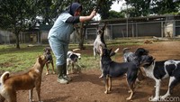 Puluhan ekor anjing berhasil diselamatkan dari rumah jagal ilegal.
