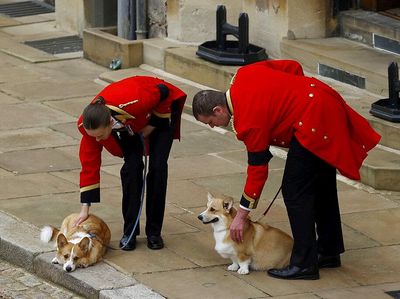 Momen Anjing Corgi Kesayangan Ratu Elizabeth II Menanti Prosesi Pemakaman