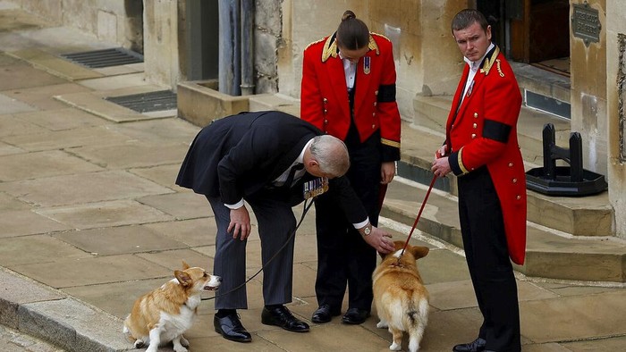 Momen Anjing Corgi Kesayangan Ratu Elizabeth II Menanti Prosesi Pemakaman Britain's Prince Andrew pets one of the royal corgis as they await the cortege on the day of the state funeral and burial of Britain's Queen Elizabeth II, at Windsor Castle, Monday Sept. 19, 2022. (Peter Nicholls/Pool Photo via AP)