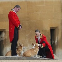 Pangeran William sempat memberi update tentang nasib anjing Ratu saat menyapa warga beberapa hari lalu. Mereka akan baik-baik saja karena ditangani orang yang tepat. Mereka akan sangat dimanjakan, kata suami Kate Middleton itu. (Foto: AP/Gregorio Borgia)