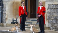 Anjing corgi kesayangan Ratu Elizabeth II, Muick dan Sandy terlihat setia menanti prosesi pemakaman di Kastil Windsor. AP/Justin Setterfield