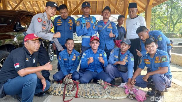 Momen evakuasi buaya di kolam milik warga di Subang.