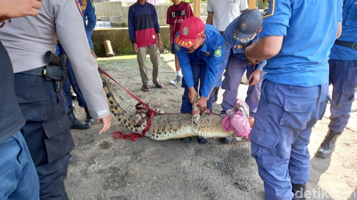 Momen evakuasi buaya di kolam milik warga di Subang.
