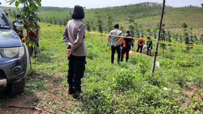 Lokasi Penemuan mayat di perkebunan PTPN IX