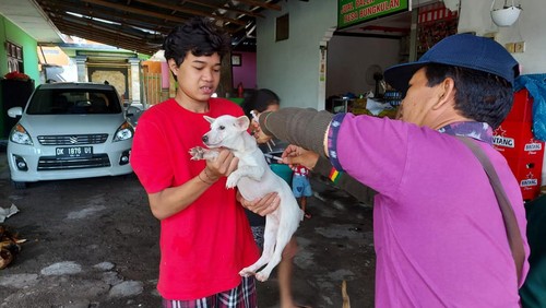 Petugas saat melakukan vaksinasi terhadap anjing di Buleleng, Bali.