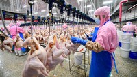 Sejumlah pekerja memakai masker dan APD saat mengolah ayam di pabrik daging dan unggas tersebut.