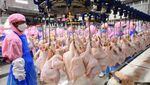 Potret Tempat Penjagalan Ayam di China, Mirip di RI?
