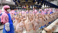 Pekerja melakukan penimbangan ayam.