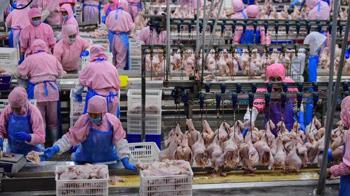 China memiliki pabrik pengolah daging dan unggas di Shenyang, Provinsi Liaoning. Pabrik ini menjadi salah satu pusat pemotongan ratusan ribu ayam ras terbesar di China.