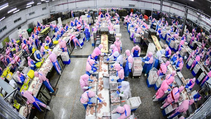 Potret Tempat Penjagalan Ayam di China, Mirip di RI? China memiliki pabrik pengolah daging dan unggas di Shenyang, Provinsi Liaoning. Pabrik ini menjadi salah satu pusat pemotongan ratusan ribu ayam ras terbesar di China.