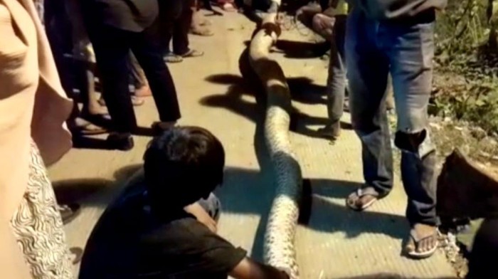 Ular piton sepanjang 7 meter ditangkap dan dikuliti warga usai memangsa seekor anjing.