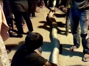 Piton 7 Meter di Mamuju Dibunuh dan Dikuliti Warga Usai Mangsa Anjing