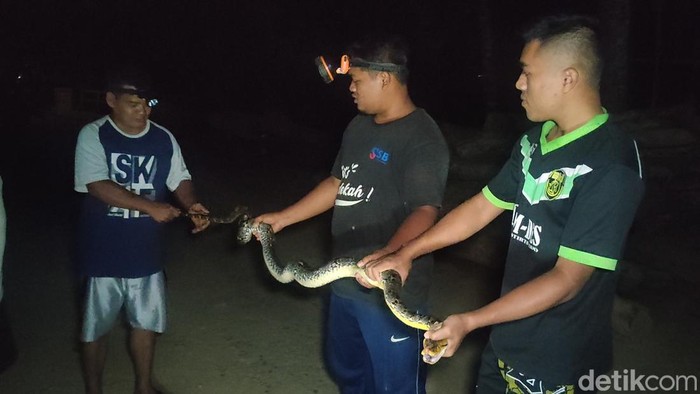 Warga di Dusun Menguri, Kalurahan Hargotirto, Kapanewon Kokap, Kabupaten Kulon Progo, DIY menangkap seekor ular Sanca Kembang berukuran panjang 2 meter.