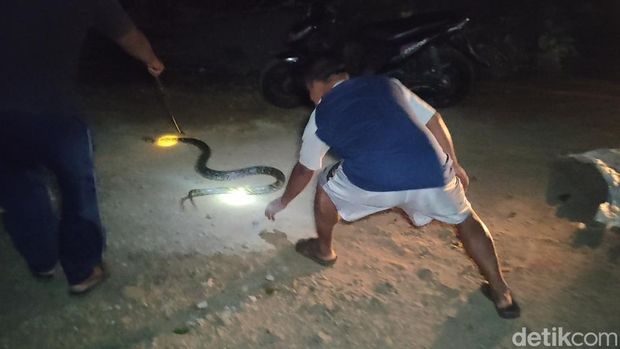 Ular Sanca yang berhasil ditangkap warga di Dusun Menguri, Kalurahan Hargotirto, Kapanewon Kokap, Kabupaten Kulon Progo, DIY, Selasa (20/9/2022).