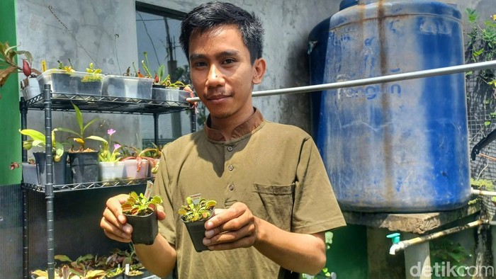 Warga berbisnis tanaman karnivora Warga berbisnis tanaman karnivora