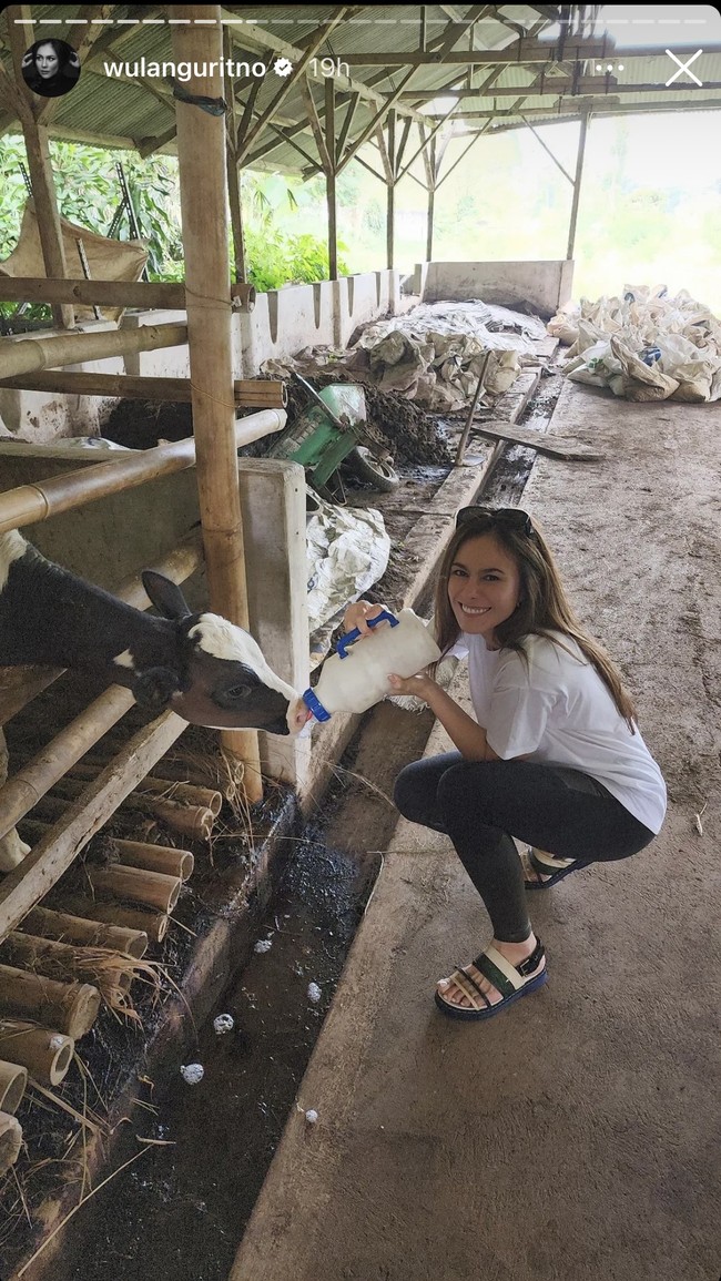 Tidak takut kotor, Wulan Guritno juga terlihat mencoba memberi minum sapi-sapi di sana. Dari raut wajahnya terlihat jelas jika Wulan tampak senang dan begitu menikmati momen liburannya. Foto: Instagram/@wulanguritno