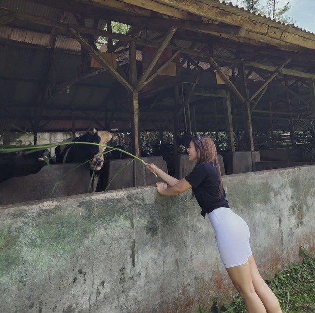 Wulan juga sempat terlihat main di kandang sapi. Mengenakan pakaian santai, Wulan memberi makan sapi-sapi di dalam kandang tersebut. Foto: Instagram/@wulanguritno