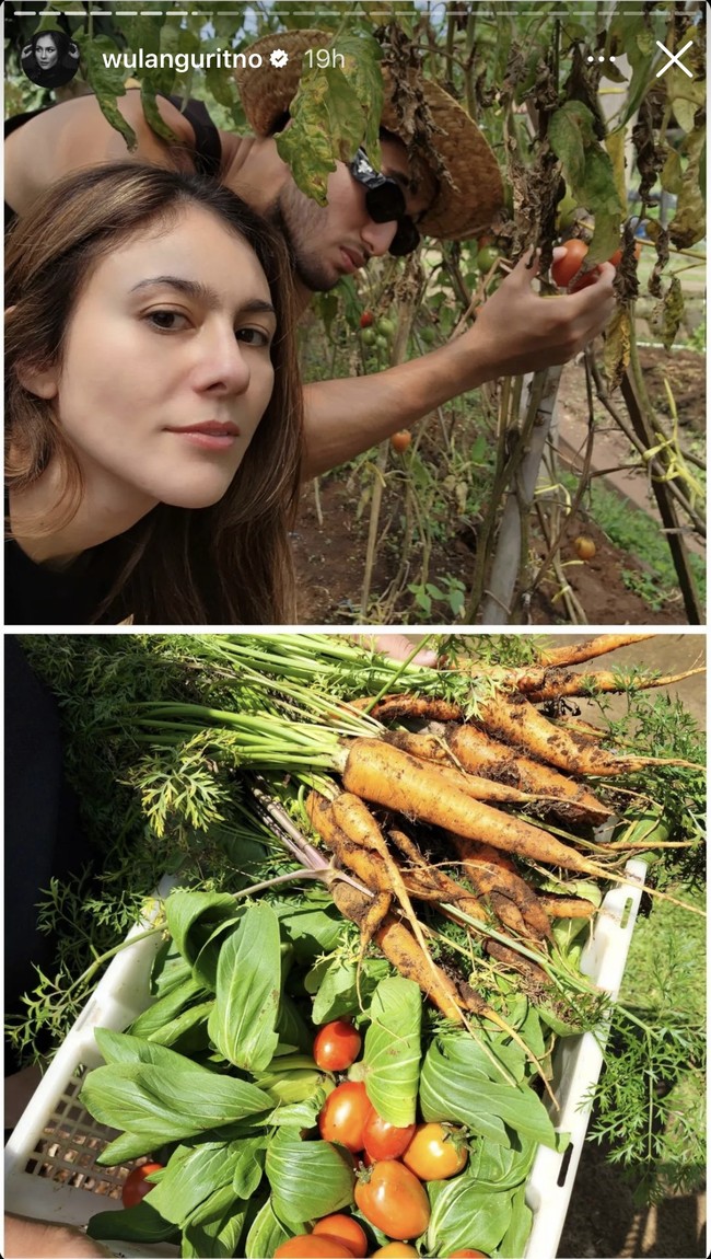 Nggak cuma memancing, Wulan Guritno bersama Sabda Ahessa juga bersama-sama panen sayur-sayuran langsung dari pohonnya. Tak lupa wanita 41 tahun itu pun memamerkan hasil panennya bersama sang kekasih. Foto: Instagram/@wulanguritno