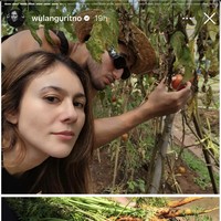 Nggak cuma memancing, Wulan Guritno bersama Sabda Ahessa juga bersama-sama panen sayur-sayuran langsung dari pohonnya. Tak lupa wanita 41 tahun itu pun memamerkan hasil panennya bersama sang kekasih. Foto: Instagram/@wulanguritno