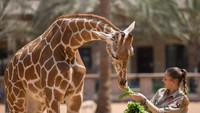Aktivitas tak kalah serunya yaitu memberikan makanan secara langsung ke beberapa hewan.  Foto: Pool/Site