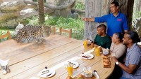 Kalau suka yang sedikit ekstrem, bisa makan siang bareng leopard atau macan tutul yang akan berjalan-jalan di atas meja Anda. Foto: Pool/Site